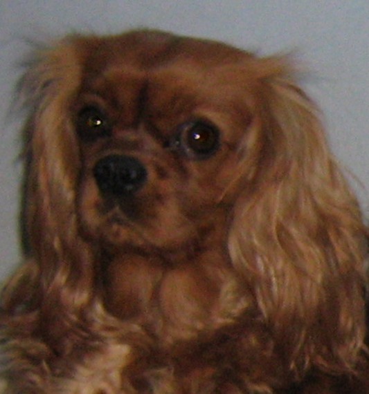 Améthyste Des Frimousses Calines