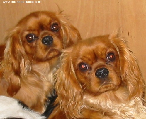 Vahiné Des Frimousses Calines