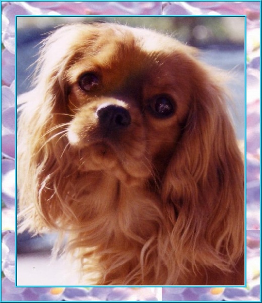 Vahiné Des Frimousses Calines