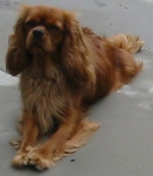 Améthyste Des Frimousses Calines