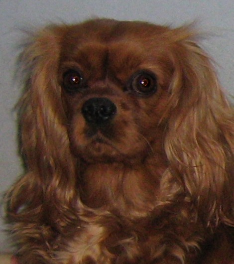 Améthyste Des Frimousses Calines