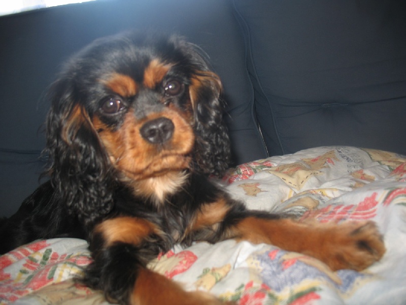 Bridget Des Frimousses Calines