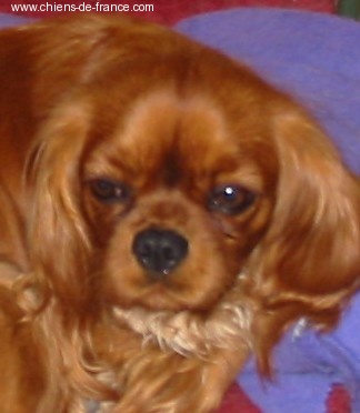 Vahiné Des Frimousses Calines