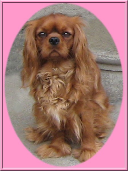 Vahiné Des Frimousses Calines