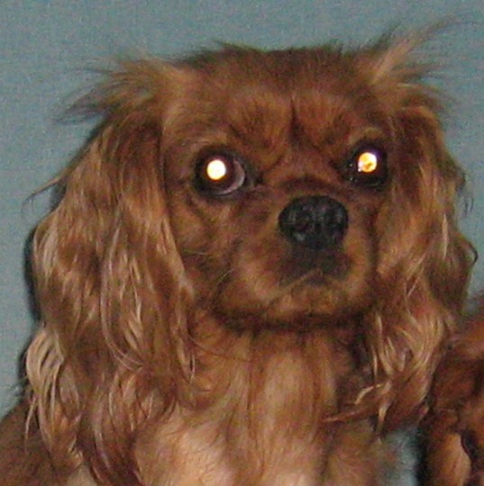 Améthyste Des Frimousses Calines