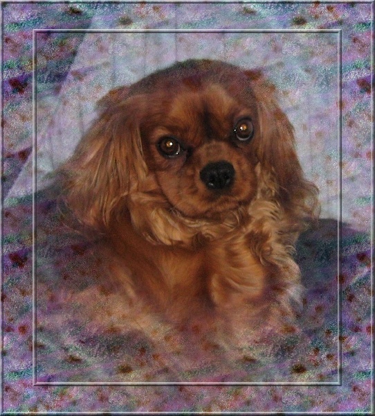 Vahiné Des Frimousses Calines