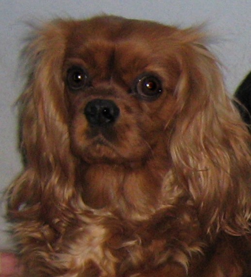 Améthyste Des Frimousses Calines