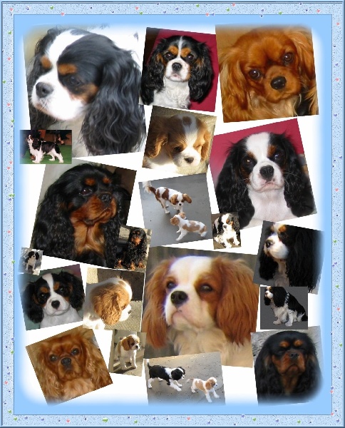 Vahiné Des Frimousses Calines