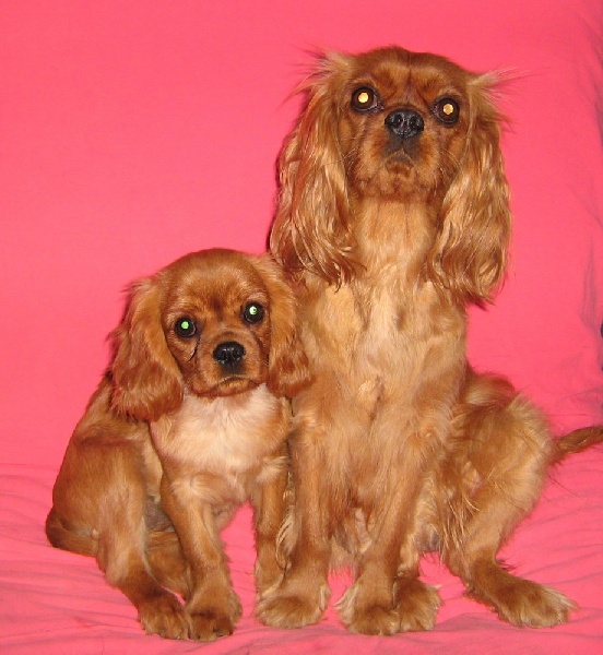 Améthyste Des Frimousses Calines