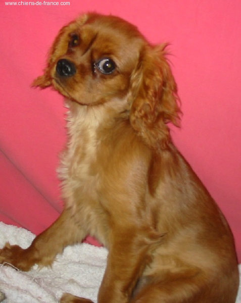 Améthyste Des Frimousses Calines