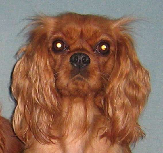 Améthyste Des Frimousses Calines