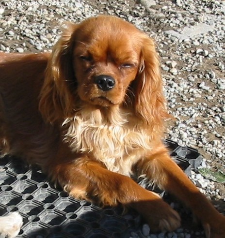 Améthyste Des Frimousses Calines