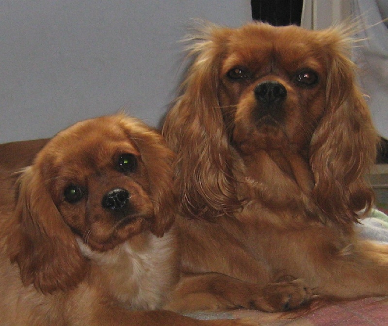 Améthyste Des Frimousses Calines