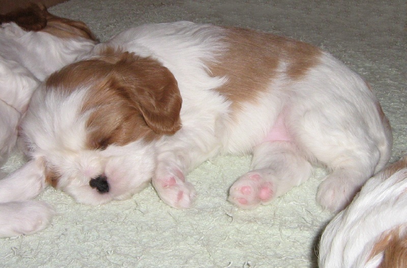 Cheelsy-rose Des Frimousses Calines