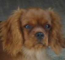 Améthyste Des Frimousses Calines