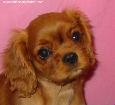 Vahiné Des Frimousses Calines