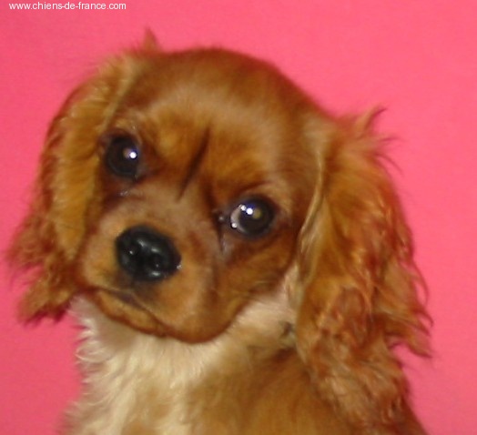 Améthyste Des Frimousses Calines