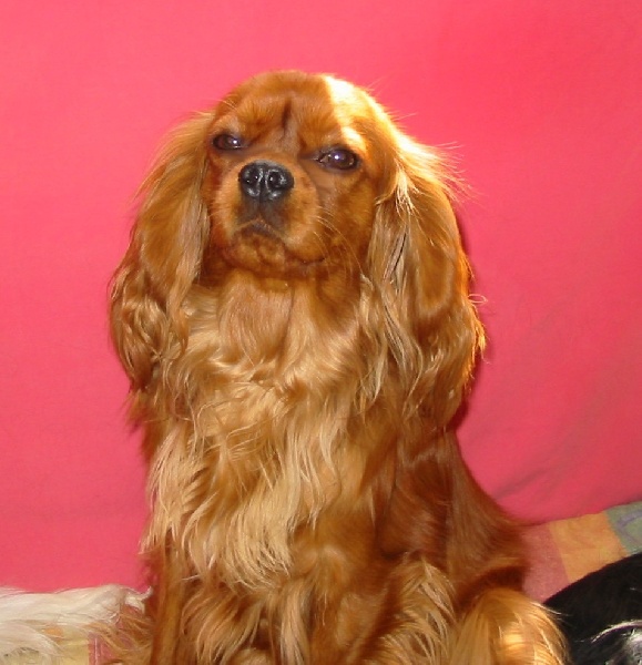 Améthyste Des Frimousses Calines