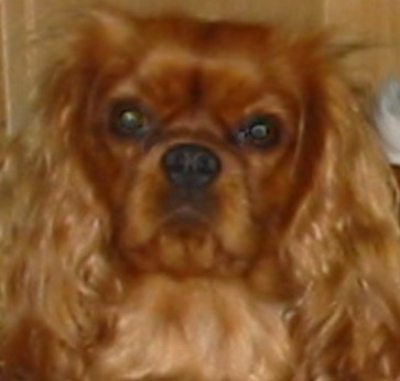 Améthyste Des Frimousses Calines