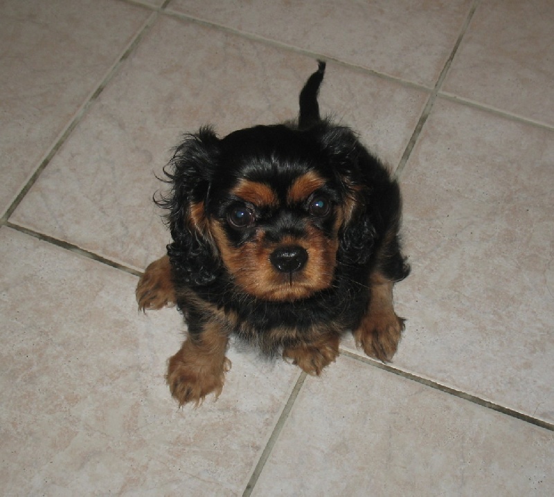 Bridget Des Frimousses Calines