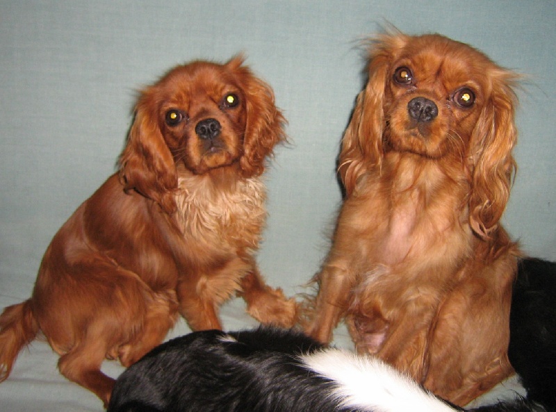 Améthyste Des Frimousses Calines