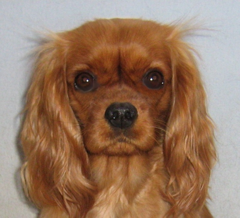 Améthyste Des Frimousses Calines