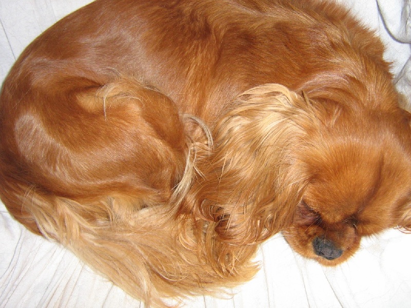 Vahiné Des Frimousses Calines