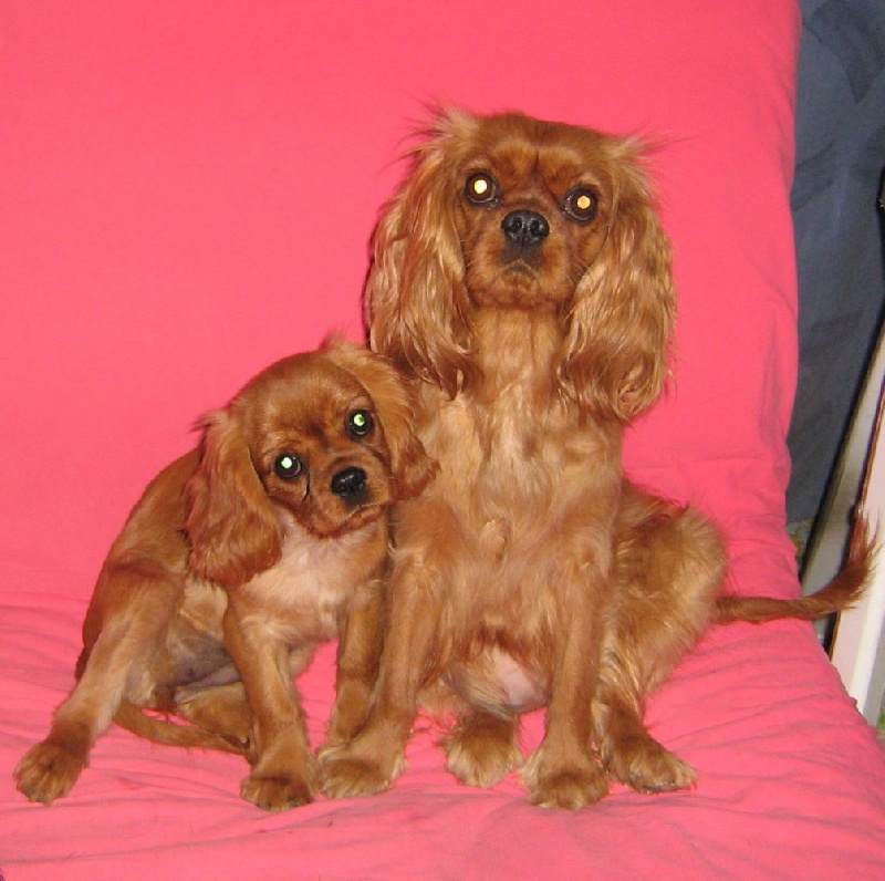 Améthyste Des Frimousses Calines