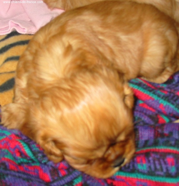 Améthyste Des Frimousses Calines