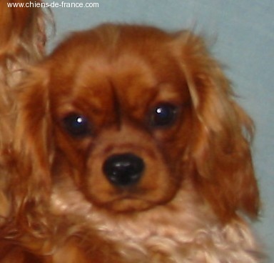 Améthyste Des Frimousses Calines