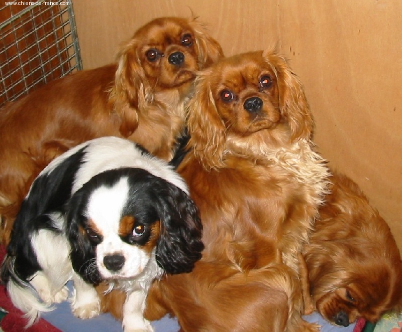 Vahiné Des Frimousses Calines