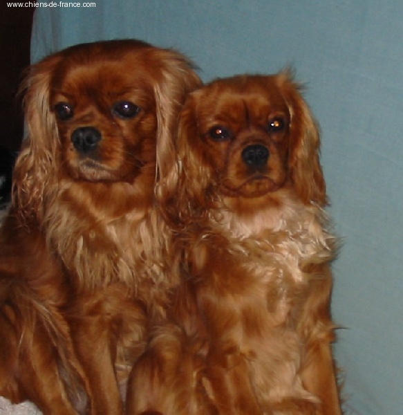 Améthyste Des Frimousses Calines