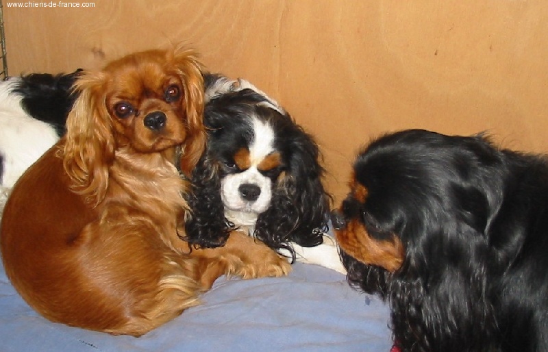 Vahiné Des Frimousses Calines