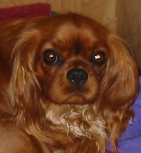 Vahiné Des Frimousses Calines