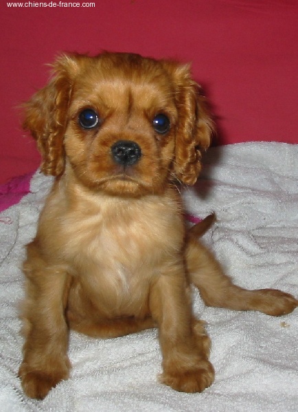 Améthyste Des Frimousses Calines