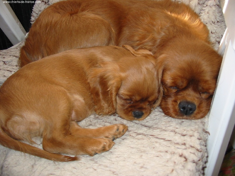 Vahiné Des Frimousses Calines