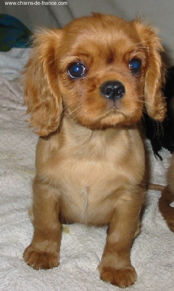 Vahiné Des Frimousses Calines