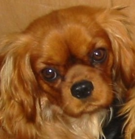 Vahiné Des Frimousses Calines