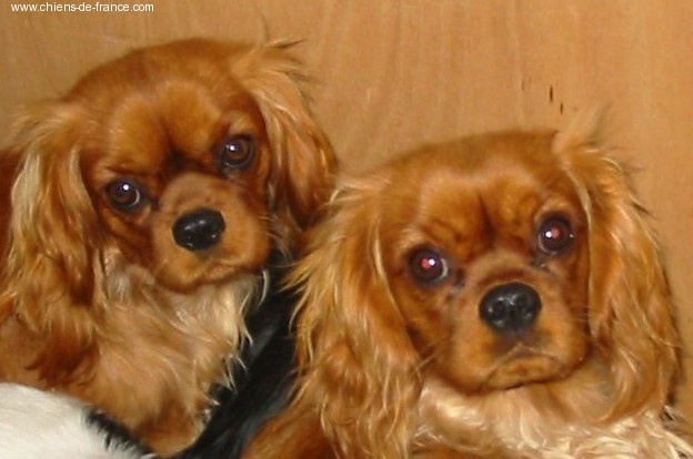 Améthyste Des Frimousses Calines