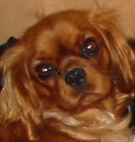 Vahiné Des Frimousses Calines