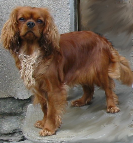 Améthyste Des Frimousses Calines