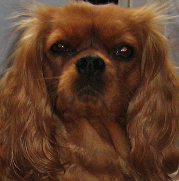 Améthyste Des Frimousses Calines - 4ème EXCELLENT