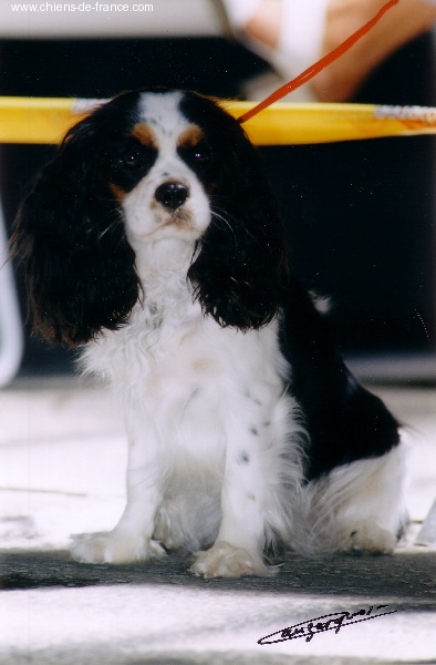 Mae Des Frimousses Calines - 2e EXCELLENT