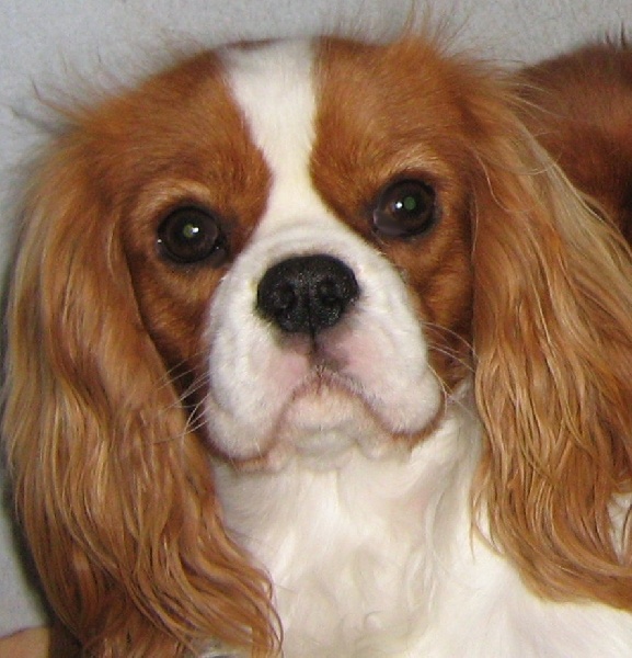 Beeper Des Frimousses Calines - EXCELLENT