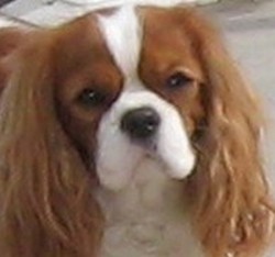 Beeper Des Frimousses Calines - 2e EXCELLENT