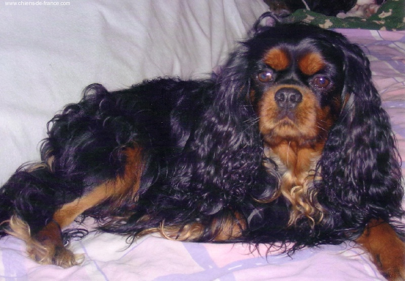 Petit opium Des Frimousses Calines - 3e EXCELLENT