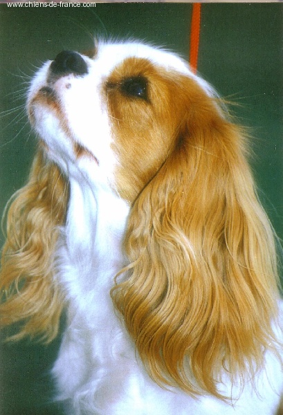 Nokia Des Frimousses Calines - EXCELLENT