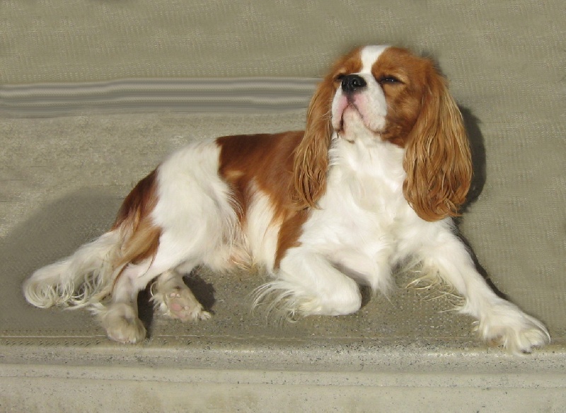 Beeper Des Frimousses Calines - 4ème EXCELLENT