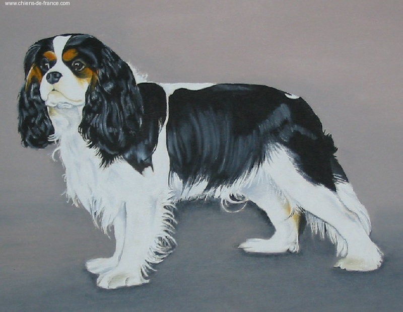 Moogly De siffle mistral - 1er EXCELLENT - CACS