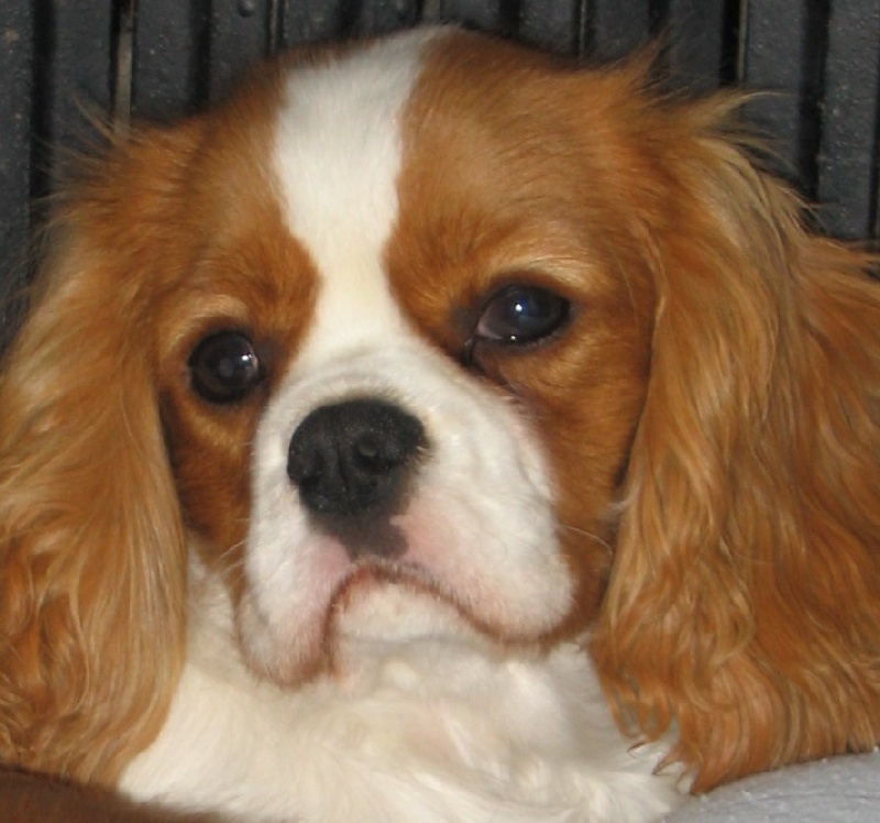 Beeper Des Frimousses Calines - 10 / 10